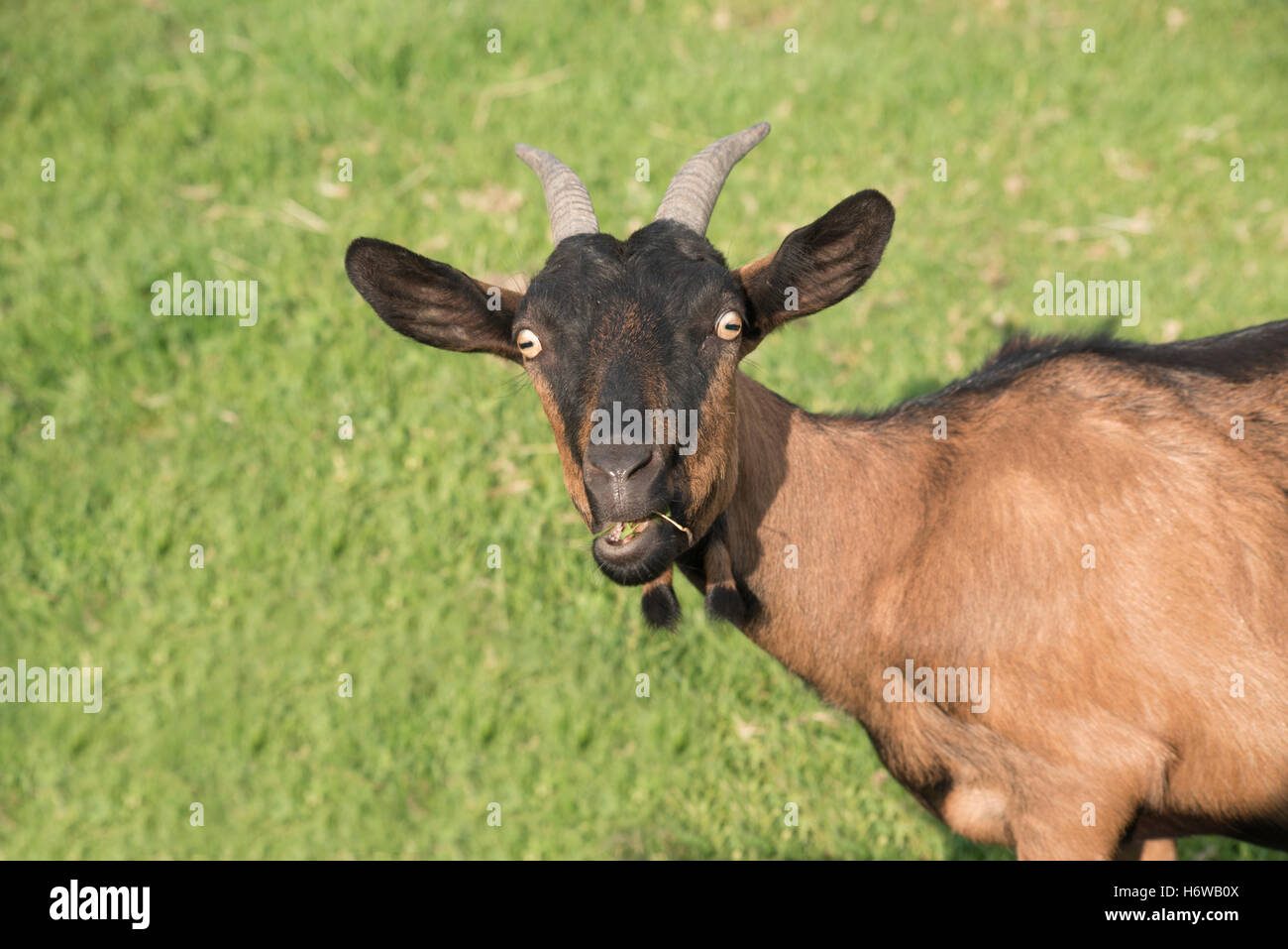 She Goat High Resolution Stock Photography and Images Alamy