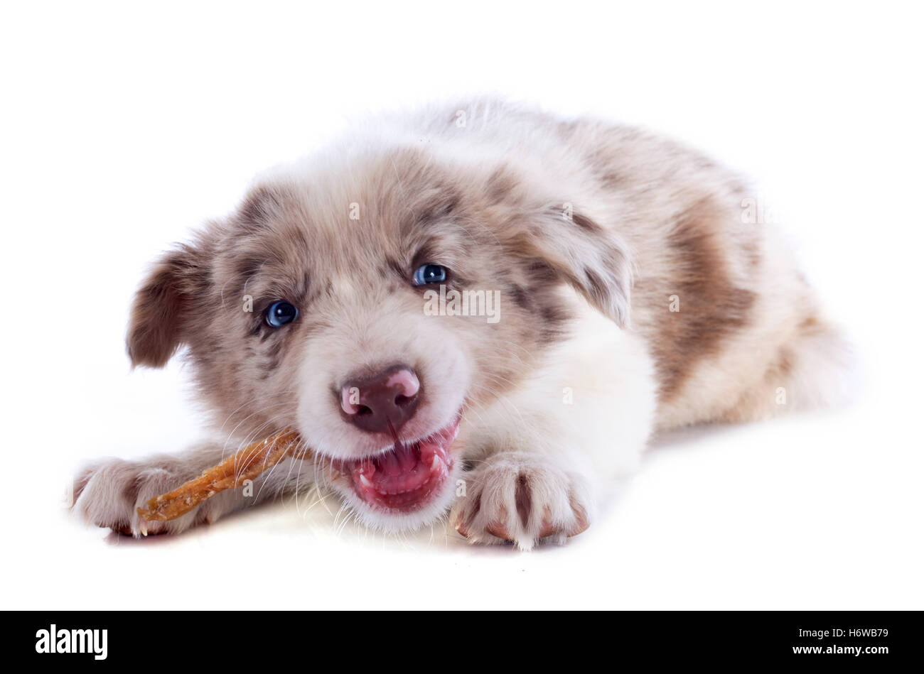 Border collie dog puppy feeding hi res stock photography and images Alamy