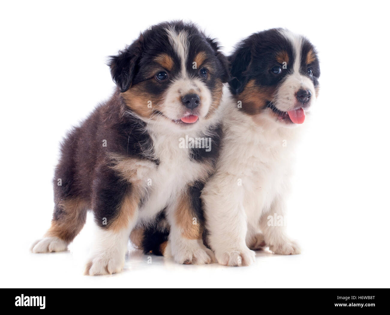 dog studio dogs puppy one canine delighted unambitious enthusiastic merry radiant with joy joyful glad carefree happy Stock Photo