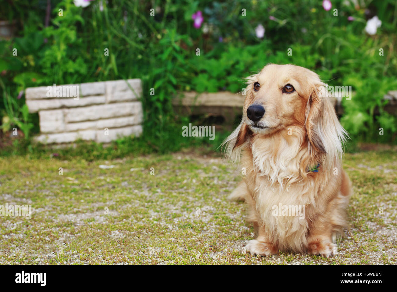 Longhaired And Short Haired Stock Photos Longhaired And Short