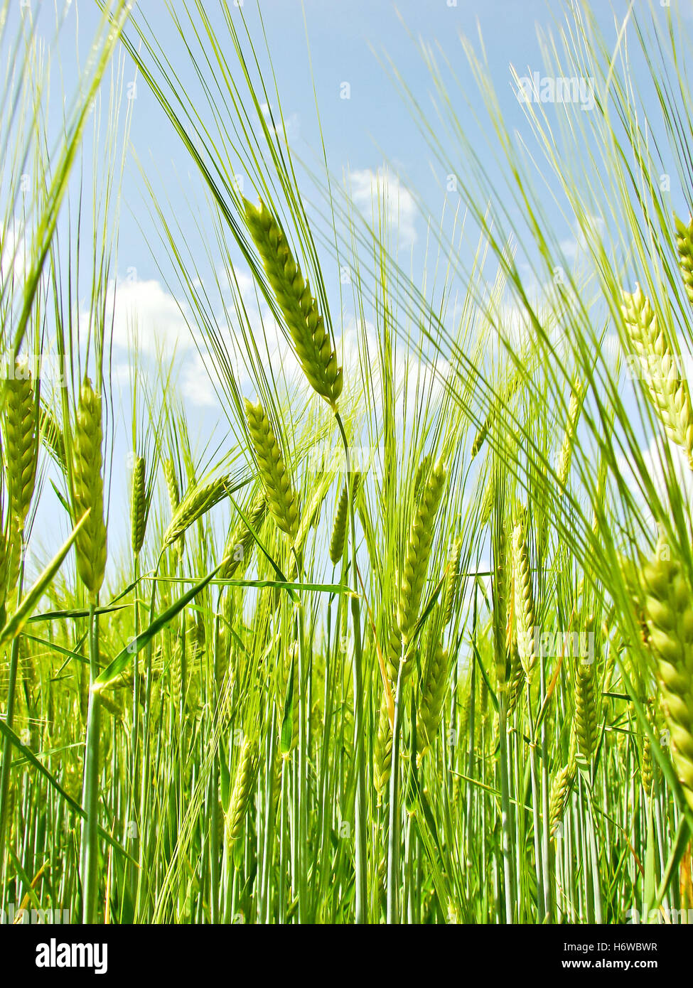 Cereal agricultural plants hi-res stock photography and images - Alamy
