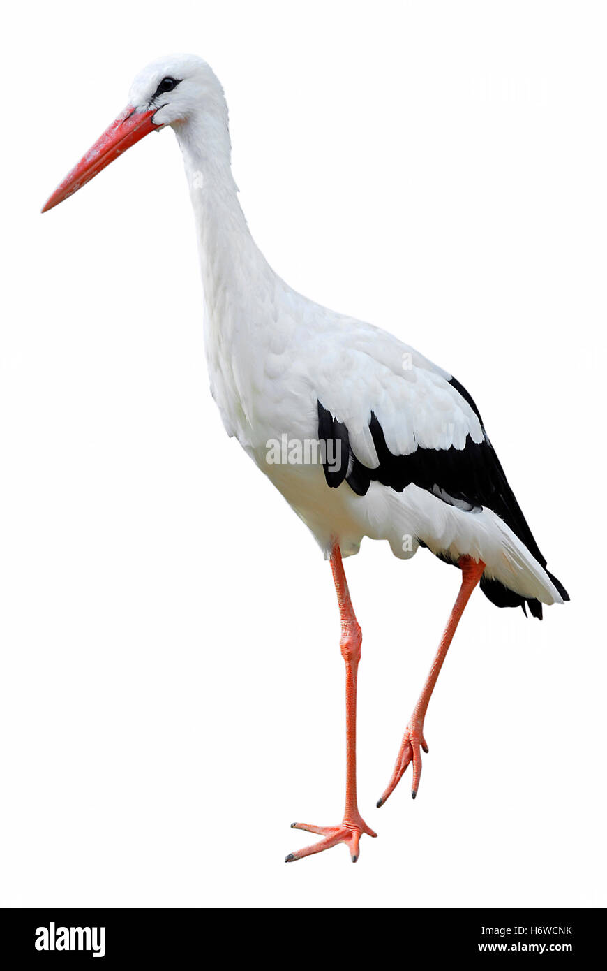 profile isolated bird beak stork migrant wader finger animal eye organ black swarthy jetblack deep black europe foot Stock Photo