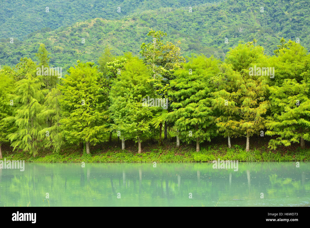 colour tree trees flow green asia sunset swamp leaves reflection outdoor outdoors outside woods peace taiwan daytime calm Stock Photo