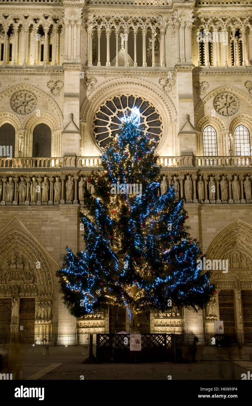 Christmas tree in front of the Basilica of Notre-Dame, night shot, Paris, France, Europe Stock Photo