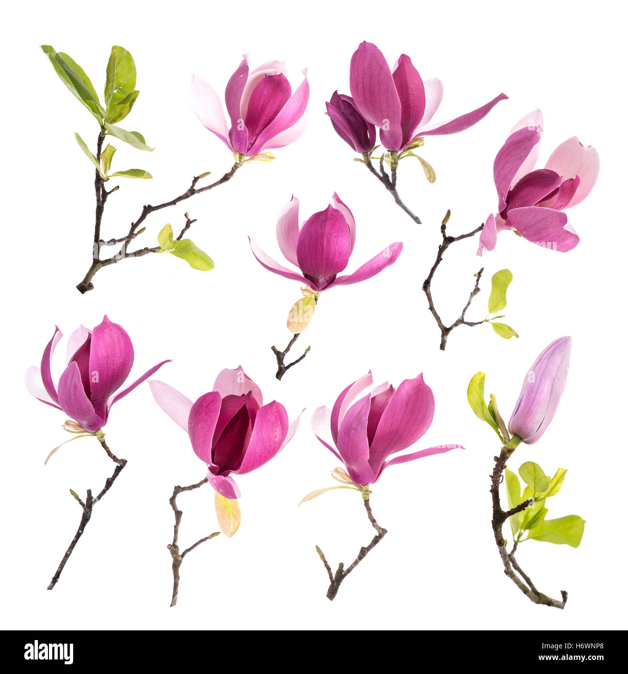 Pink magnolia flowers isolated on white background Stock Photo - Alamy