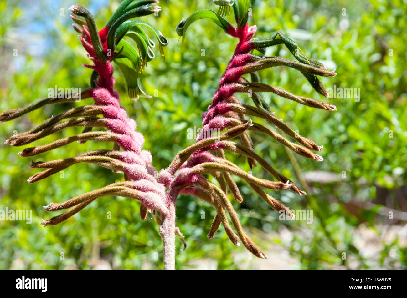 Kangaroo Paw Plant Stock Photo Alamy