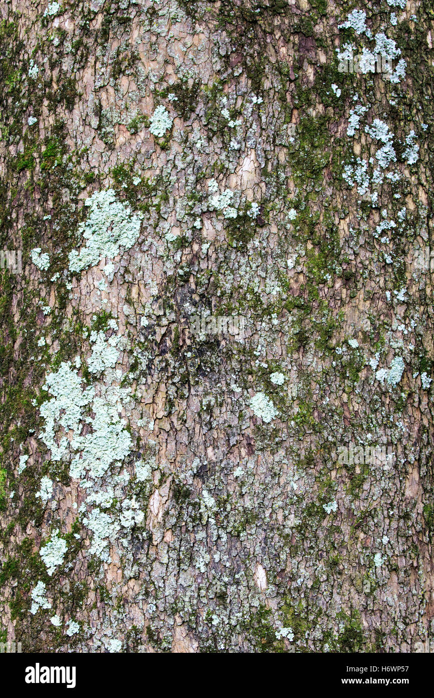 Lichen lichens tree trunk hi-res stock photography and images - Alamy