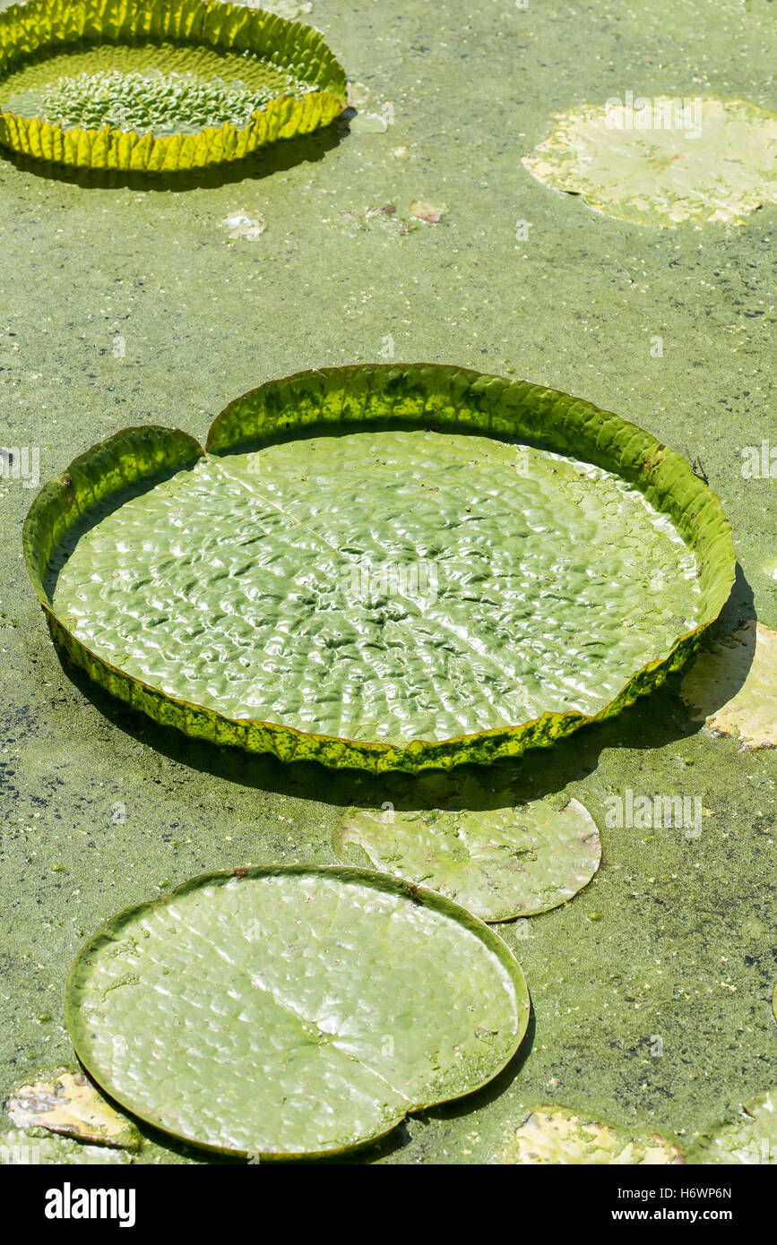 Huge floating lotus,Giant Amazon water lily,Victoria amazonia Stock