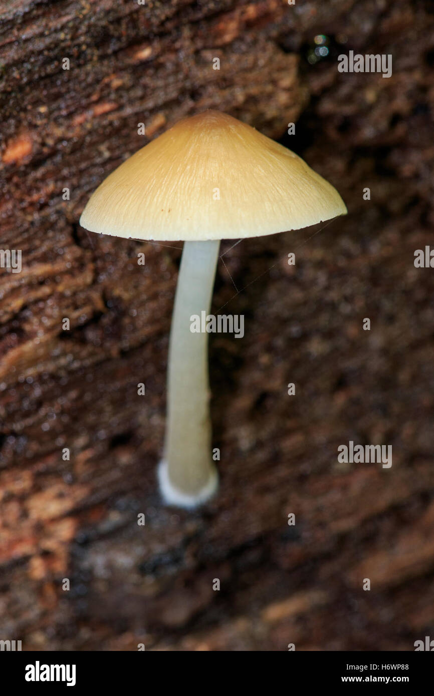 Mushroom (Pluteus sp) growing on the side of a log Stock Photo