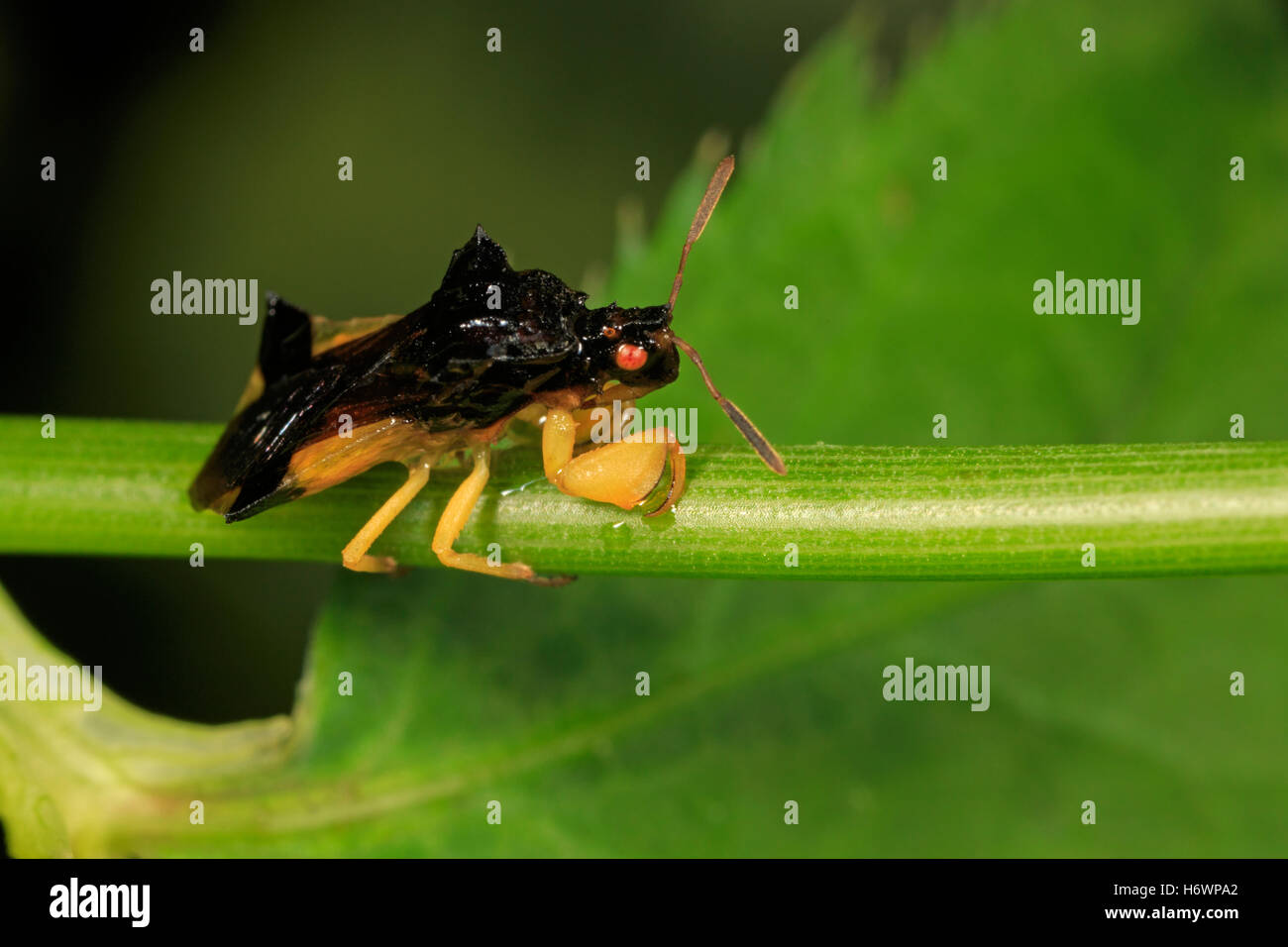 Jagged ambush bug (Phymata species). Stock Photo