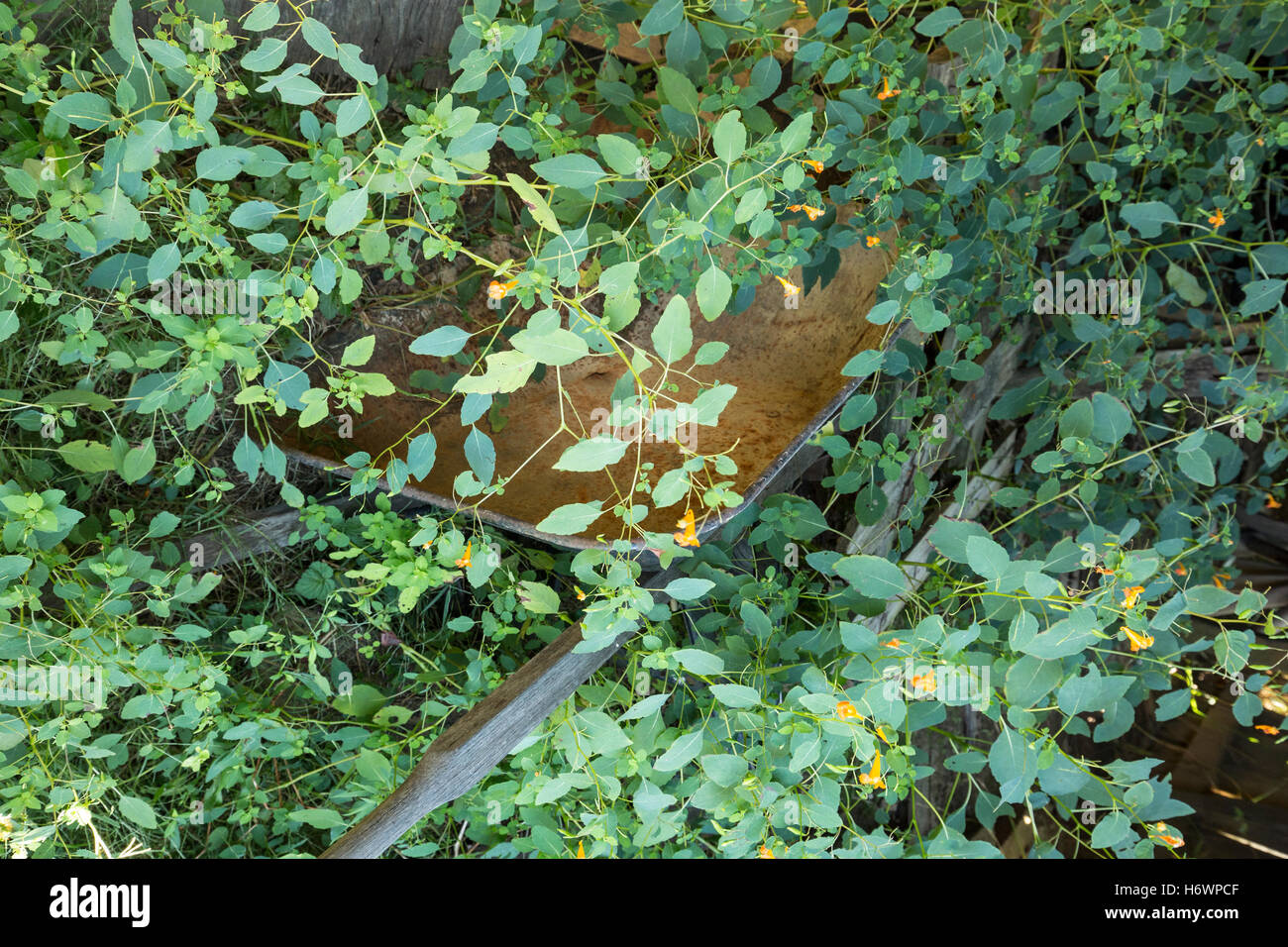 Wheelbarrow hidden by overgrown weeds. Stock Photo