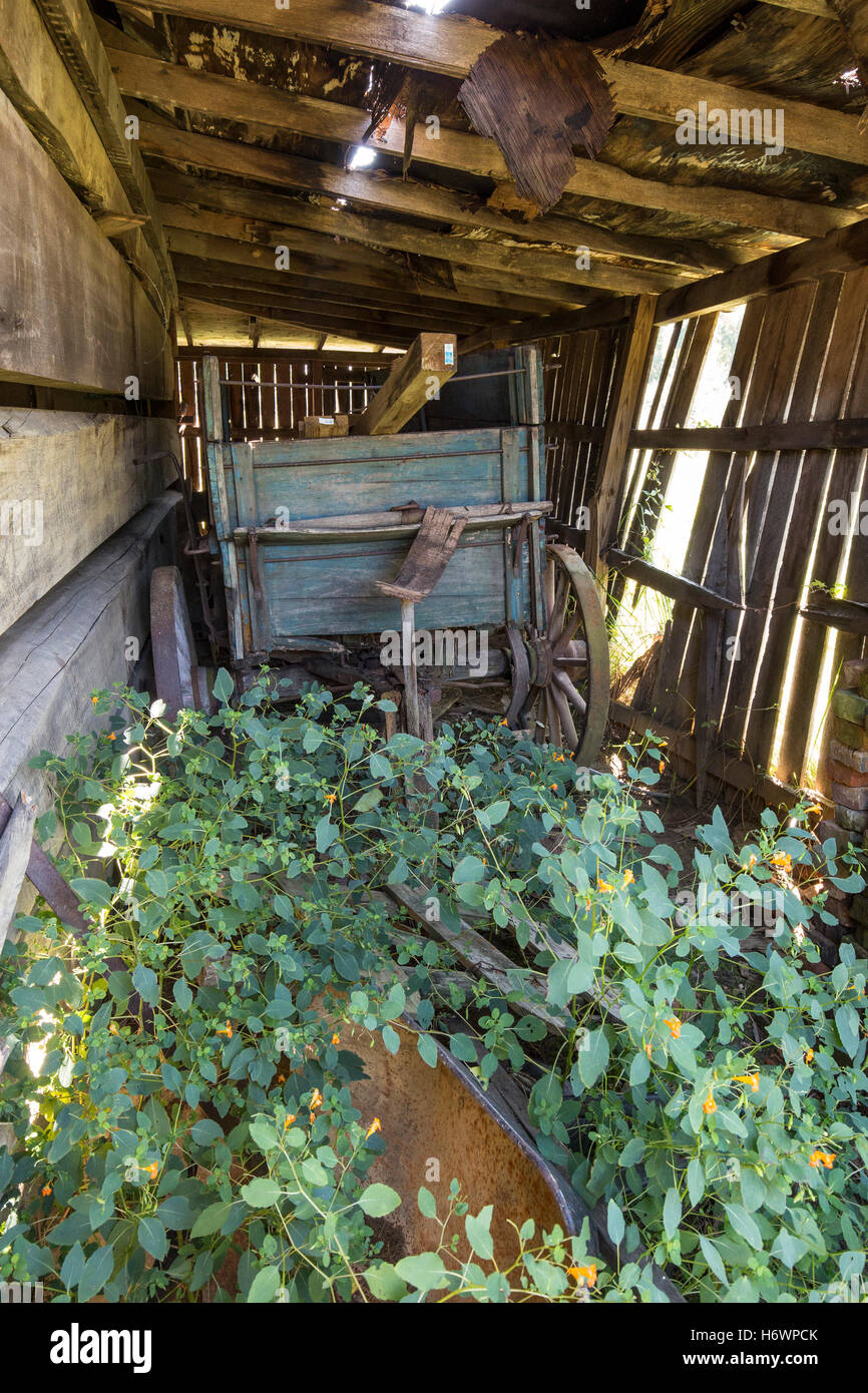 Wagon in barn, overgrown with weeks. Stock Photo