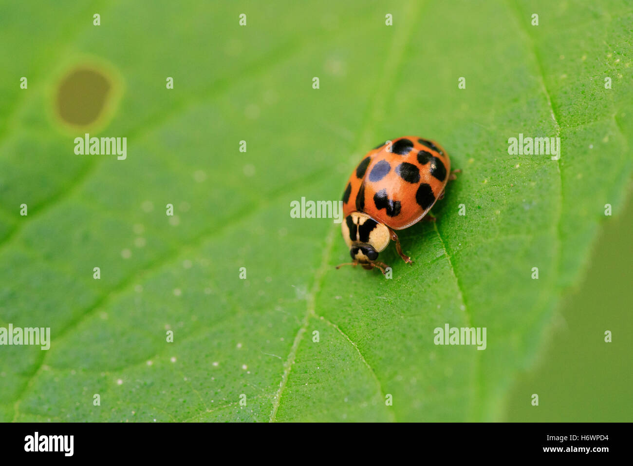 Multicolored Asian Lady Beetle (Harmonia axyridis)  on a leaf. Stock Photo