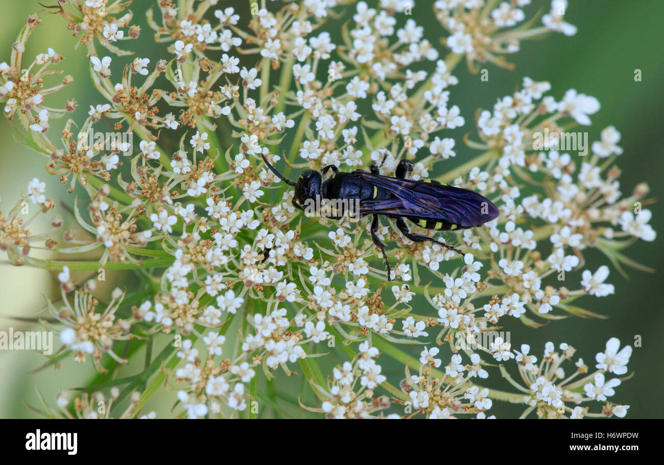 Wasp (Myzinum sp.) and queen Anne's lace flower. Stock Photo