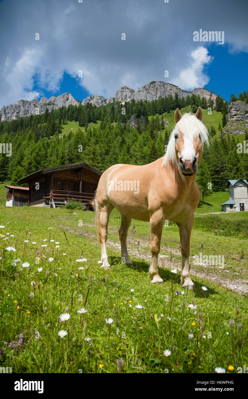 Haflinger horses in an alpine pasture near Misurina, Sexten Dolomites, South Tyrol, Italy. Stock Photo