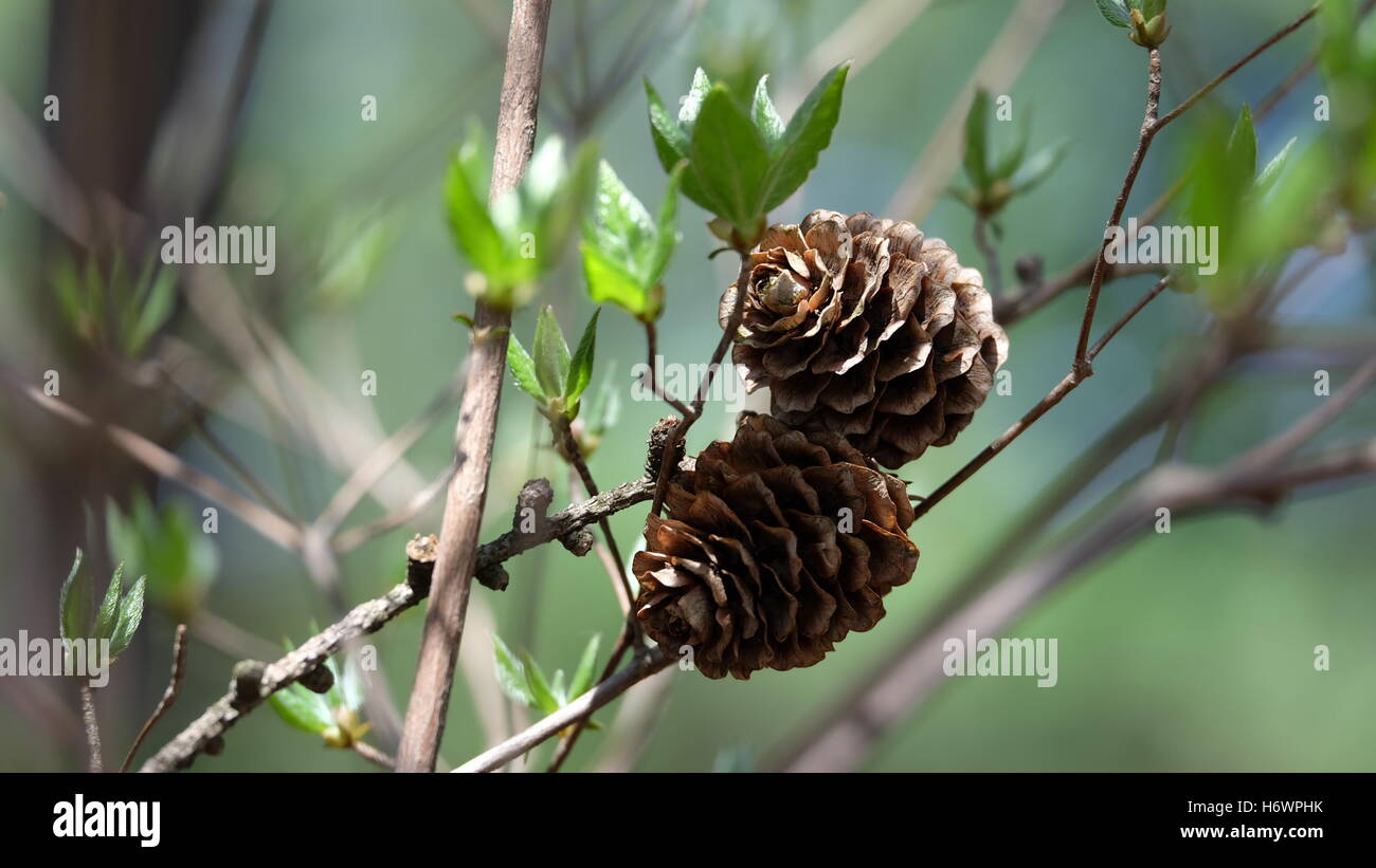 Two pine cone with young green leaves in forest, early spring Stock Photo