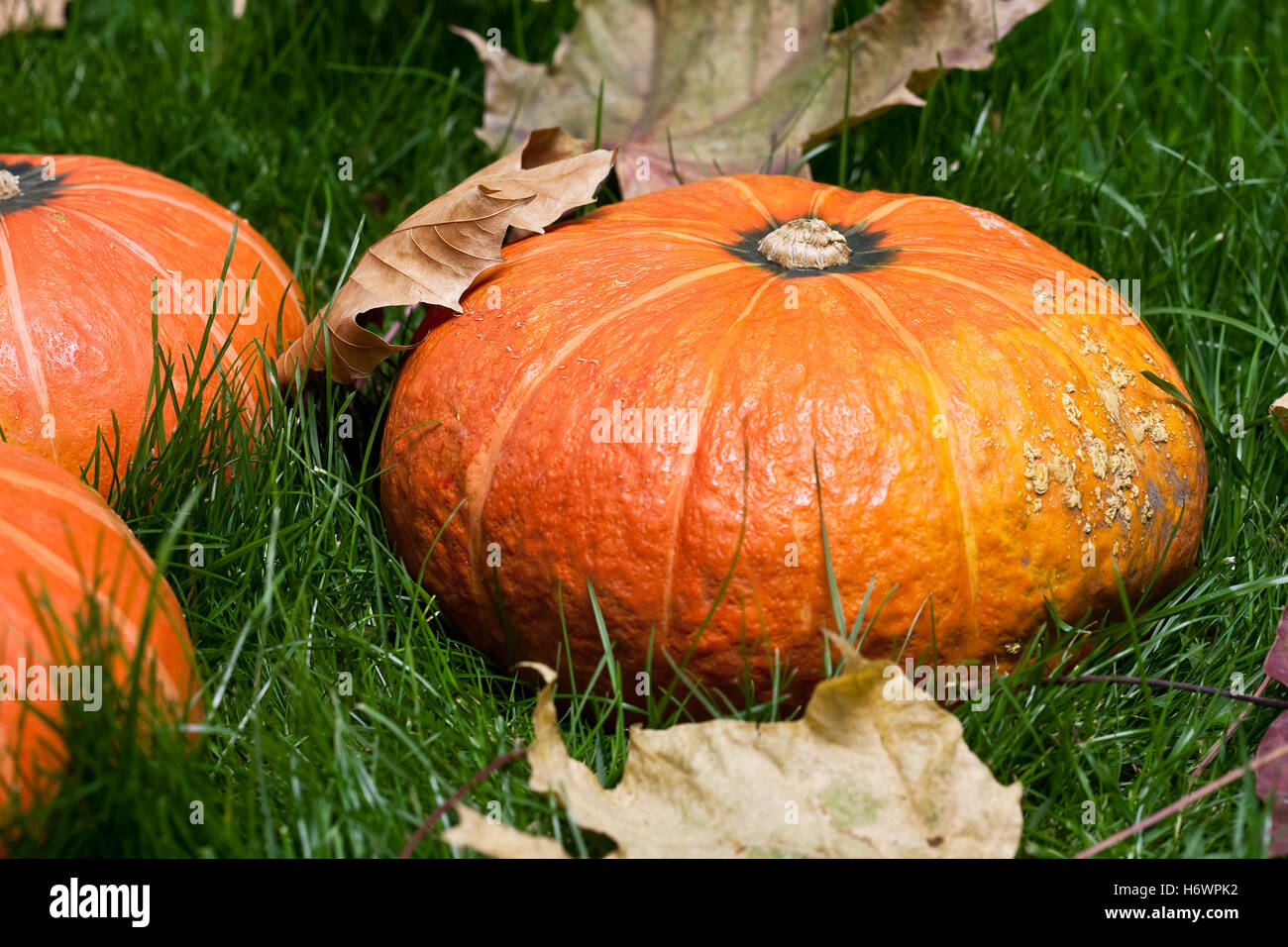 pumpkins on grass with autumn leafs in natural colors at daylight Stock ...