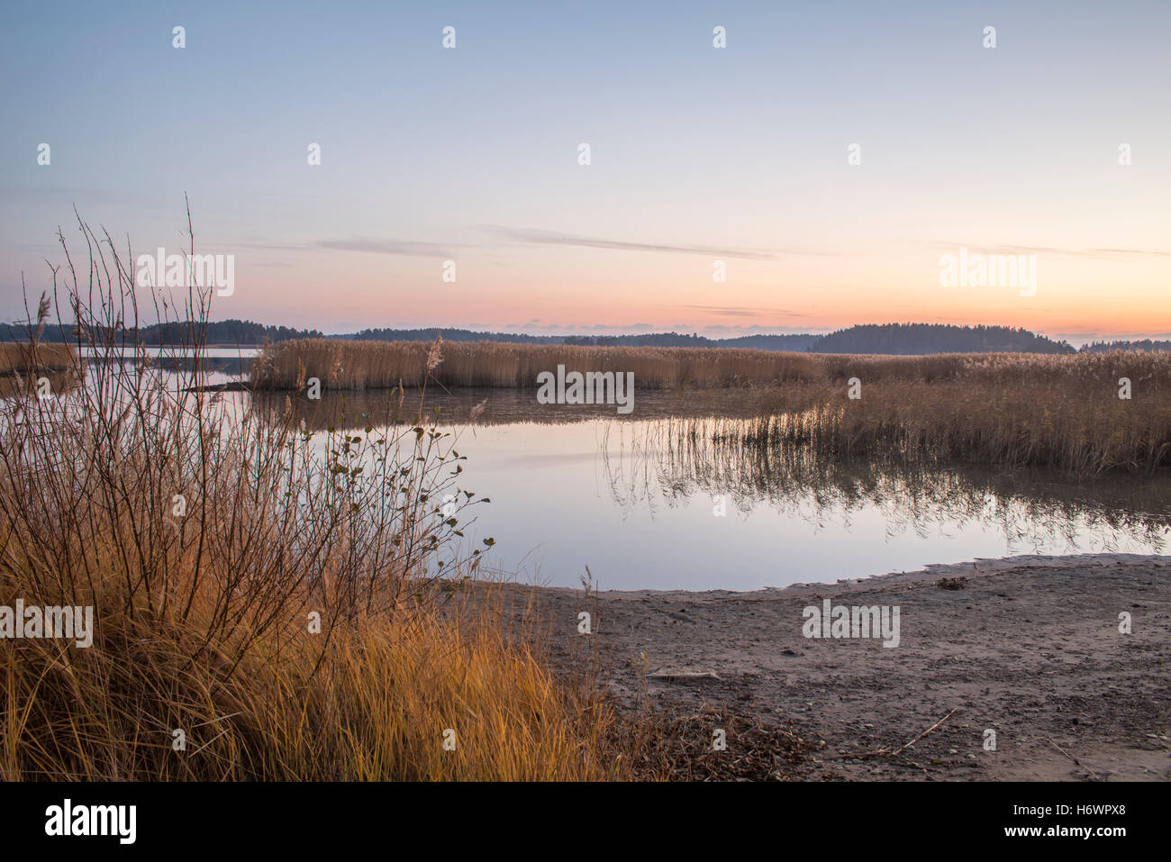 Beach reeds grass hi-res stock photography and images - Alamy