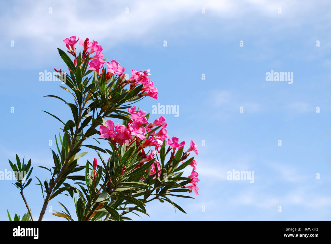 oleander branch Stock Photo