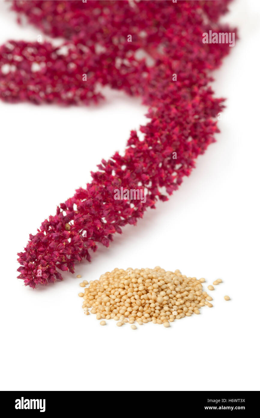 Amaranth flowers and seeds on white background Stock Photo