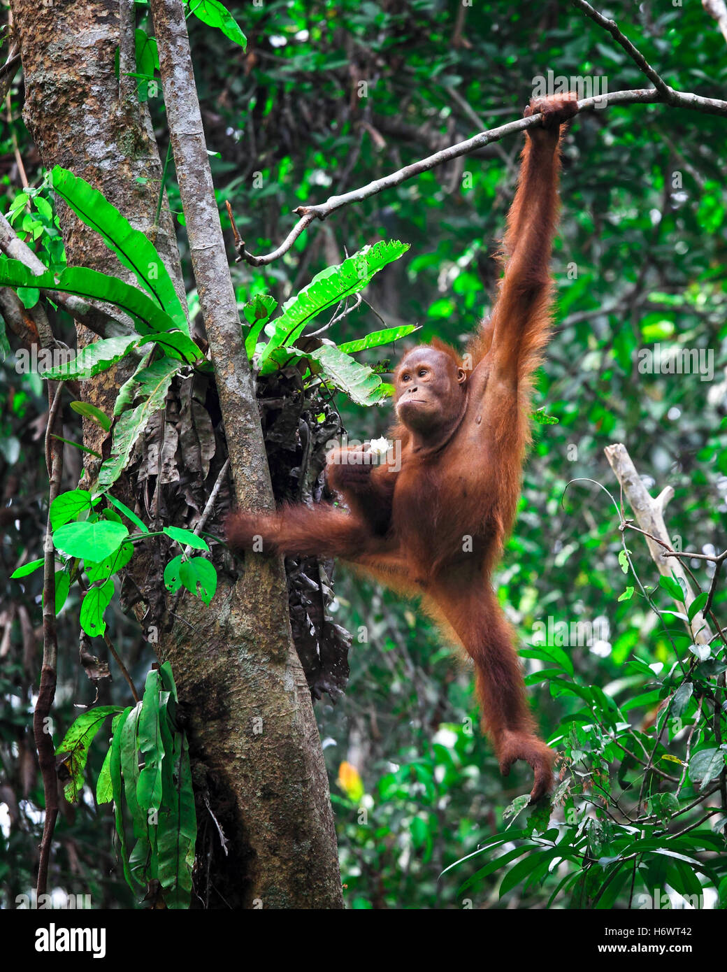 Mammals in asia hi-res stock photography and images - Alamy
