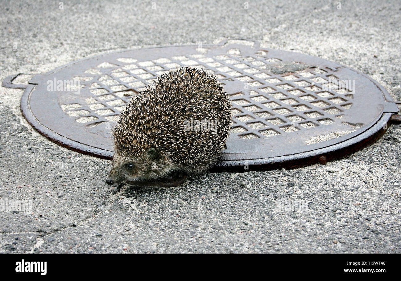 Slow motion animals hi-res stock photography and images - Alamy