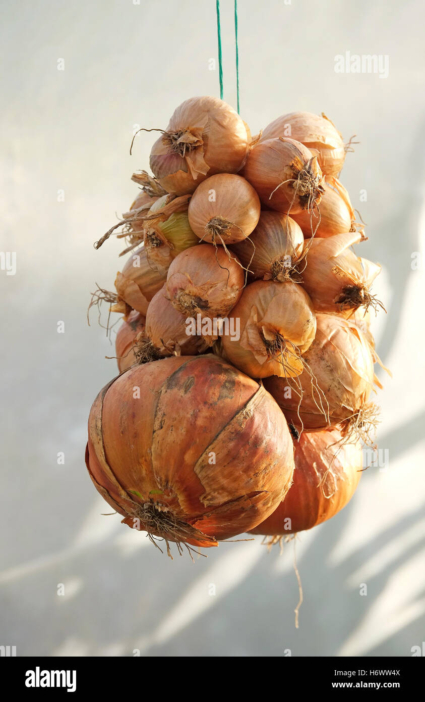 bunch of onions drying in plastic poly tunnel Stock Photo