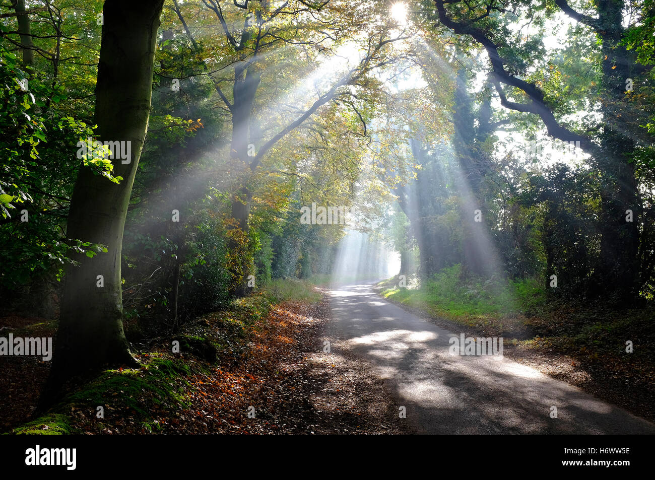 sunlight streaming through autumn woodland trees, norfolk, england Stock Photo