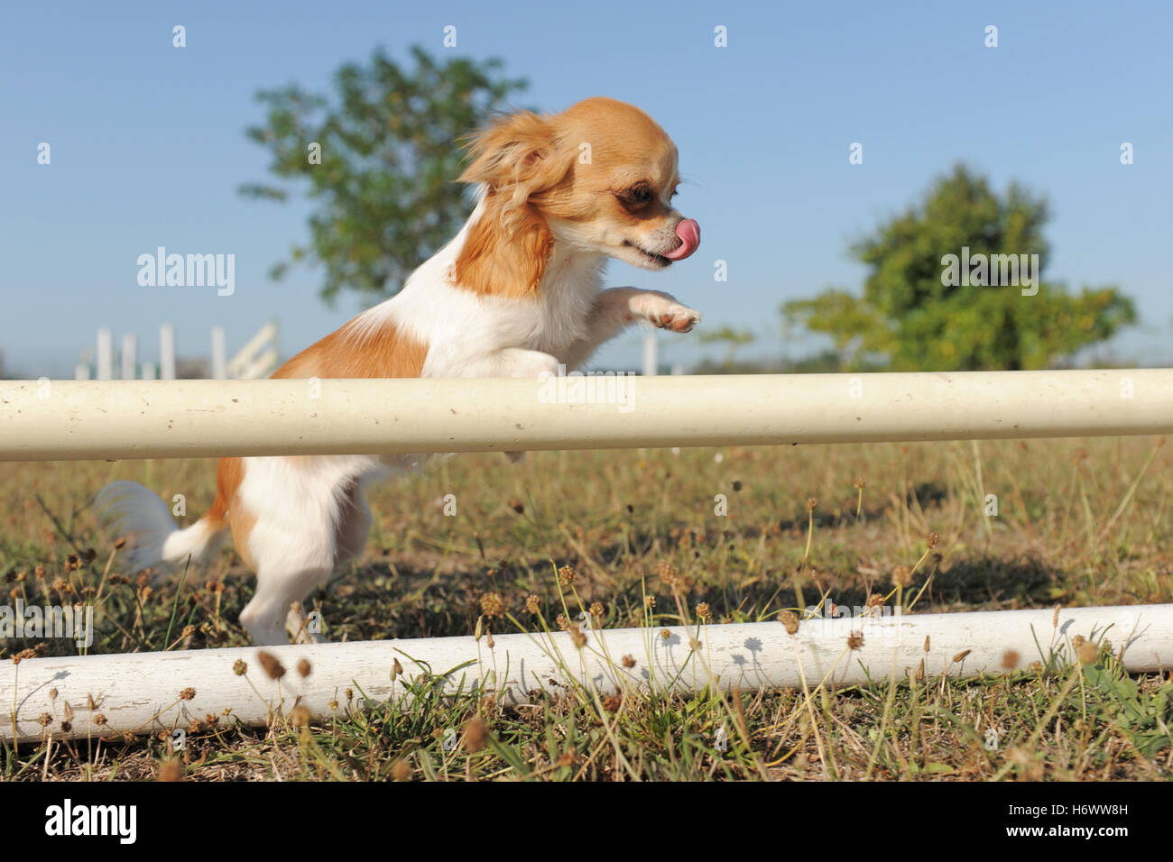 beautiful beauteously nice sport sports animal pet brown brownish brunette field small tiny little short one canine purebred Stock Photo