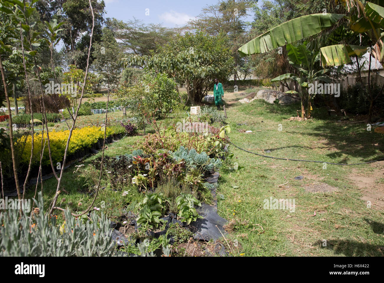 Decorative garden plants cultivated for sale Longonot Horticulture Ltd