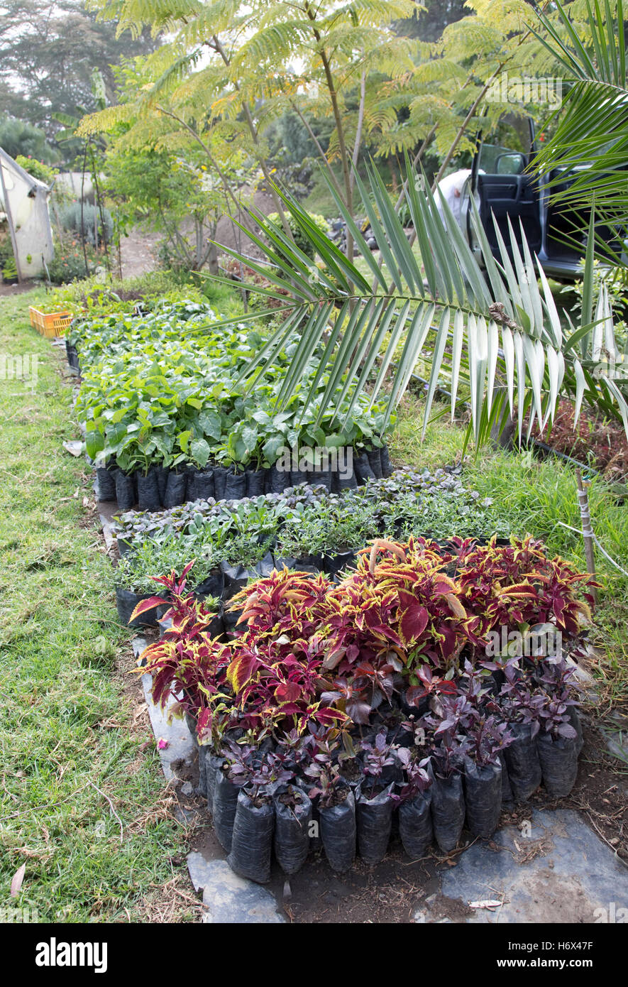 Decorative garden plants cultivated for sale Longonot Horticulture Ltd Naivasha Kenya Stock Photo