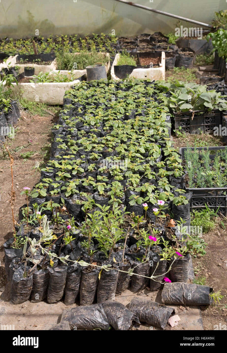 Young decorative garden plants cultivated for sale Longonot Horticulture Ltd Naivasha Kenya Stock Photo