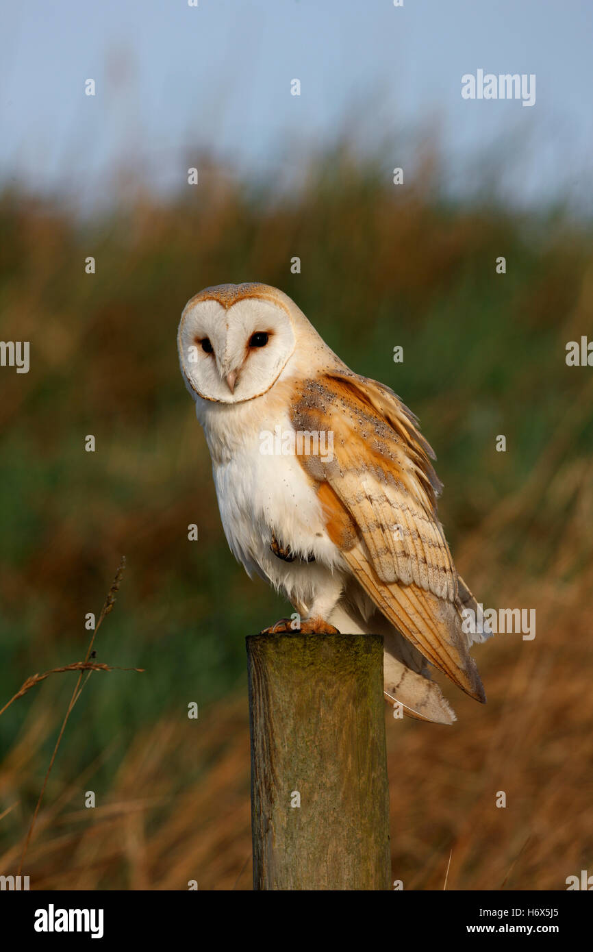 Wild Female Barn Owl Tyto Alba Perched On A Roadside Fence Post In