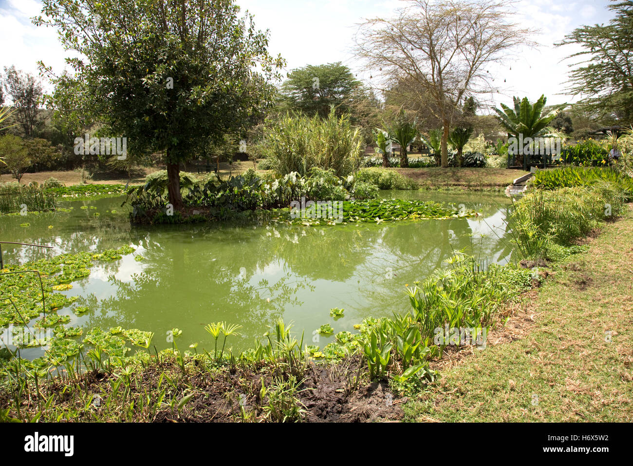 Variety of aquatic plants in constructed wetland treating all waste
