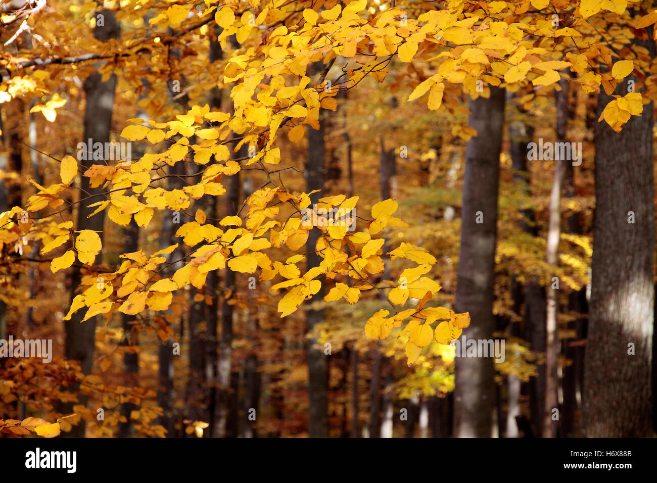 autumnal beech forest Stock Photo