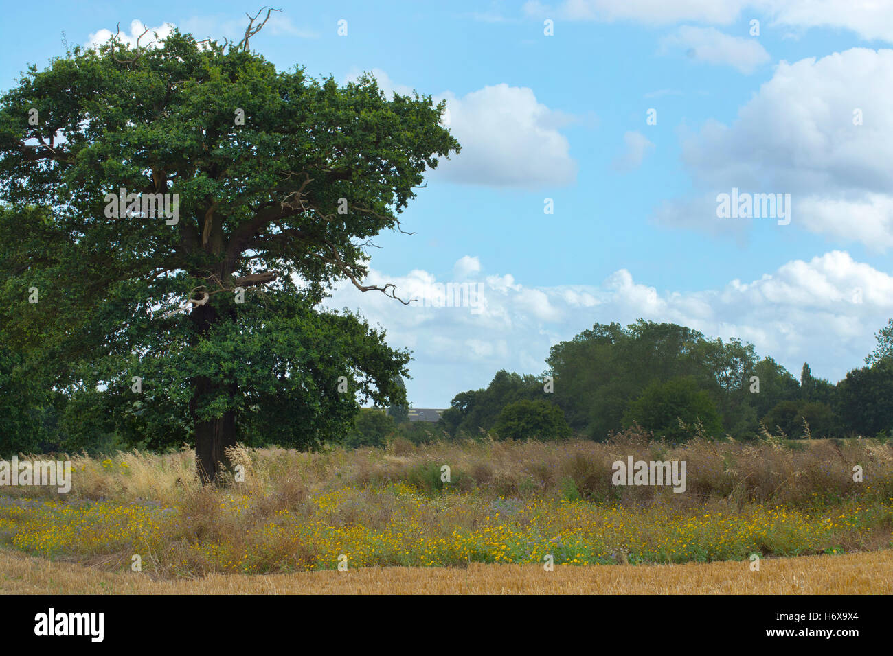 An oak tree in a flowering meadow during late Summer Stock Photo - Alamy
