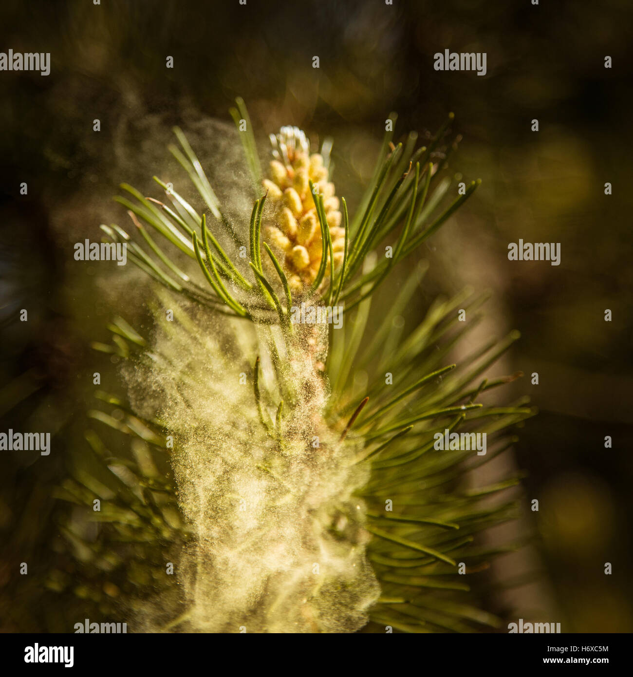 Pine tree pollen cone hires stock photography and images Alamy