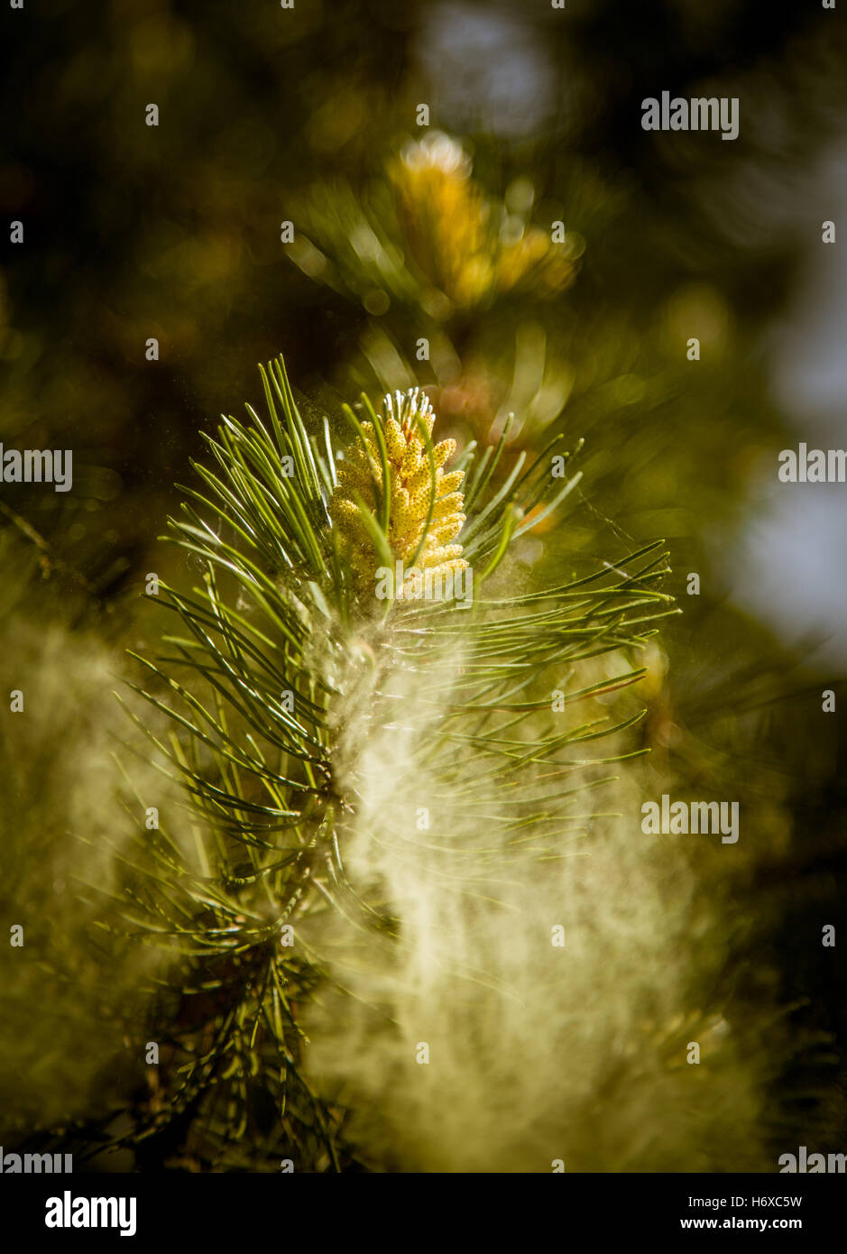 Pollen falling from pine blossoms Stock Photo Alamy