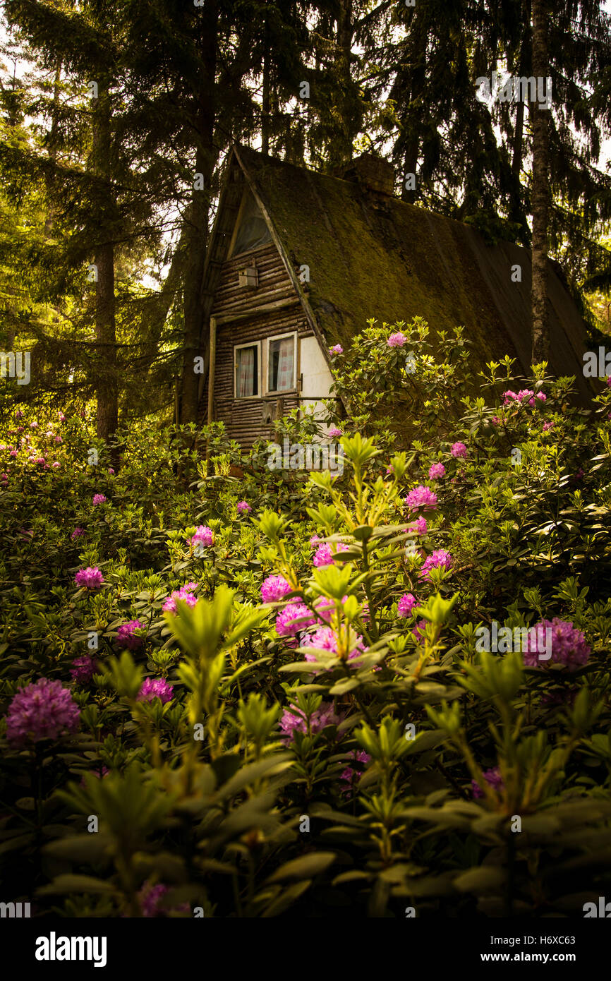 Blooming rhododendrons in a forest garden Stock Photo
