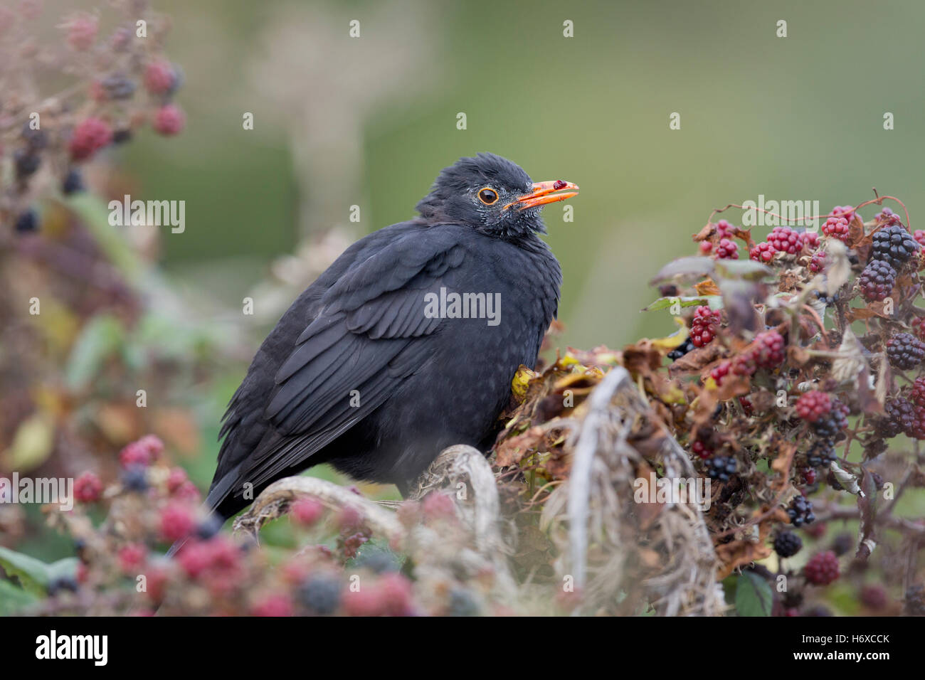 Blackbird; Turdus merula Single Male Eating Blackberies Cornwall; UK Stock Photo