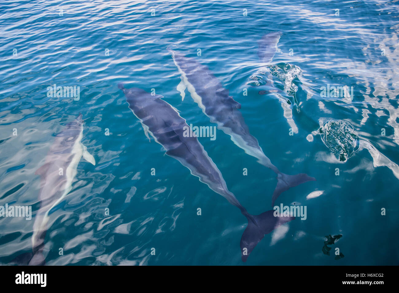 Common Dolphin; Delphinus delphis Pod Swimming Cornwall; UK Stock Photo