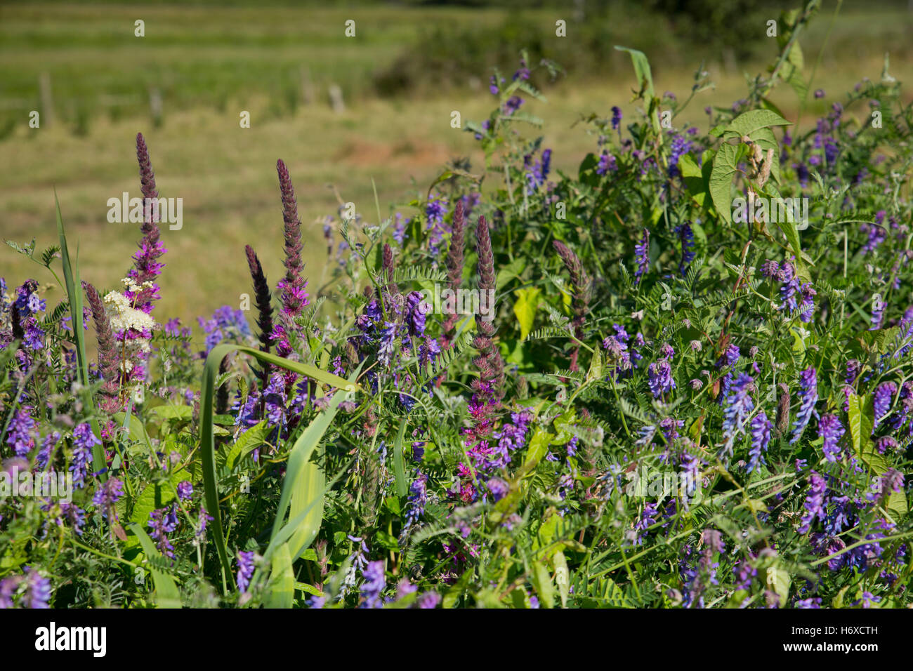 Hedgerow Flowers; Summer; UK Stock Photo