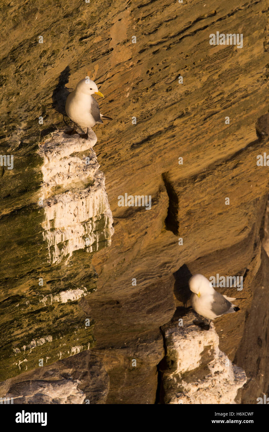 Kittiwake; Rissa tridactyla Two on Cliff Orkney; Scotland; UK Stock Photo