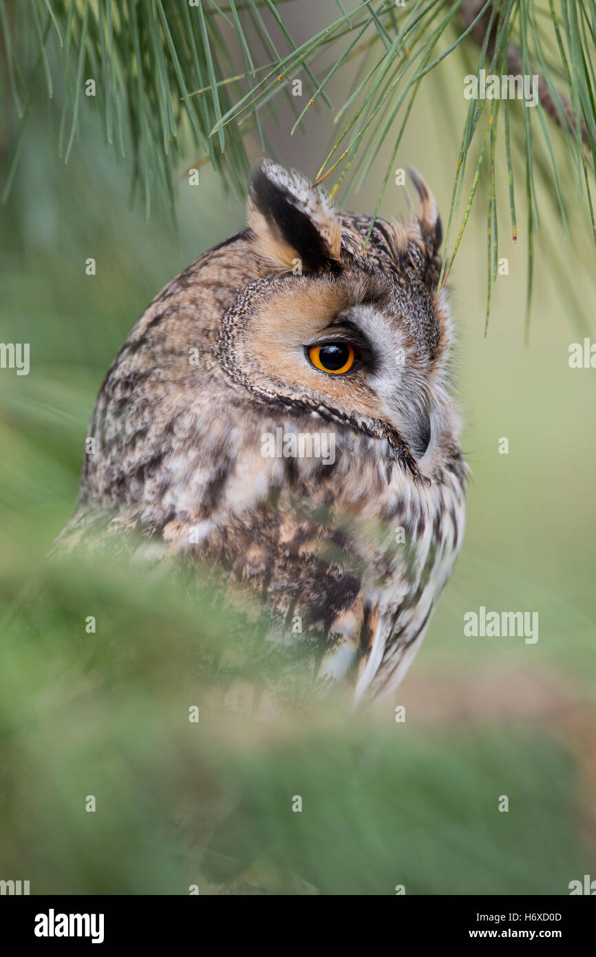 Long Eared Owl; Asio otus Single Portrait UK Stock Photo