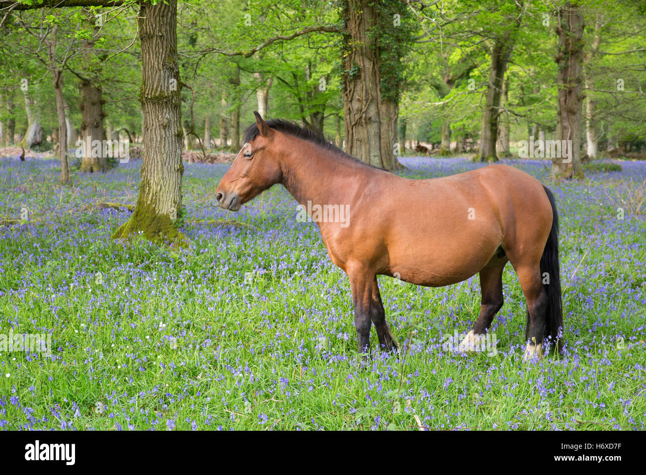 New Forest Pony; Bluebells; Spring; New Forest; UK Stock Photo