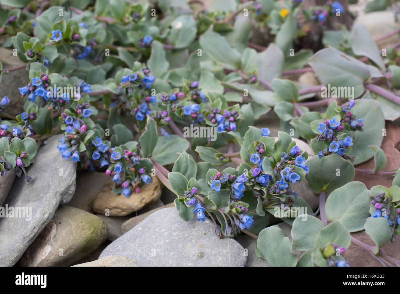 Oyster Plant;; Mertensia maritima; Holm of Ire; Sanday; Orkney; UK Stock Photo