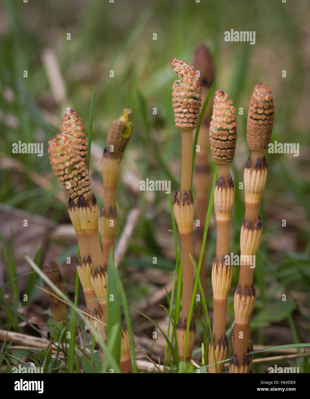 Field horsetail in natural habitat Stock Photo Alamy