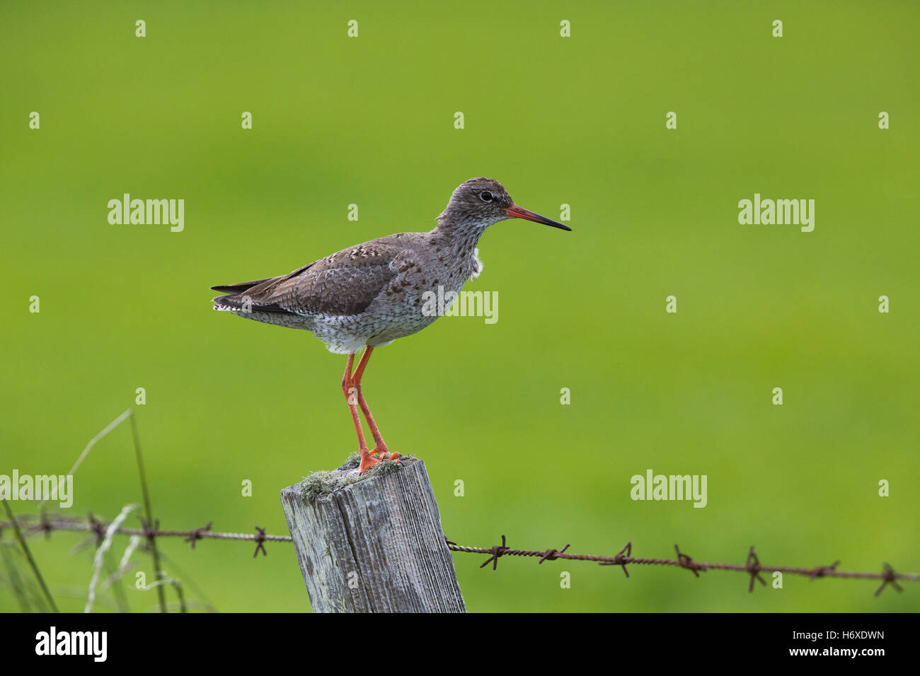 Redshank; Tringa totanus Single on Post Orkney; UK Stock Photo