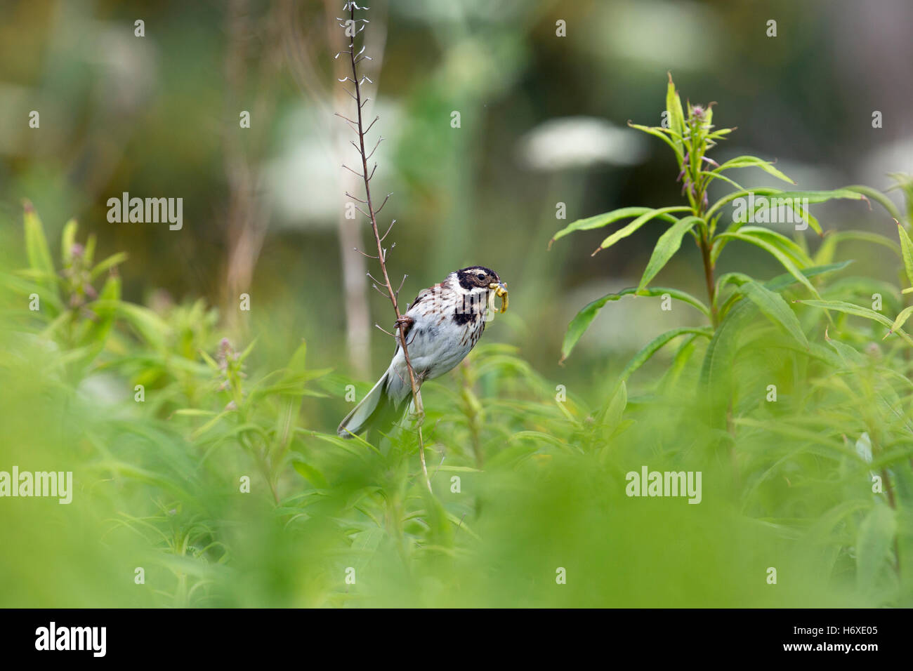 Reed Bunting; Emberiza schoeniclus Single Female with Insects Orkney; UK Stock Photo