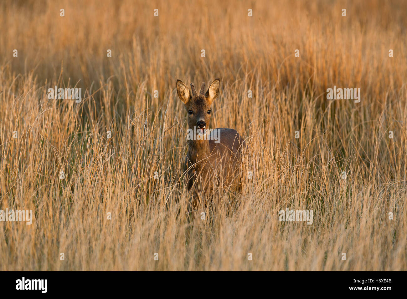 Roe Deer; Capreolus capreolus Single Buck in Meadow Scotland; UK Stock Photo